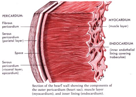 myocardial wall